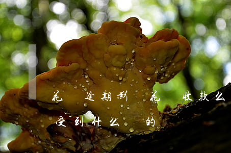 花唄逾期影響花唄收款么(花唄逾期不還款會受到什么樣的懲罰)