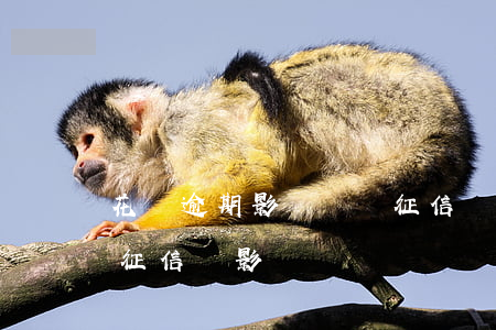 花唄逾期影響買車征信嗎(2020年花唄上征信會影響車貸嗎?)