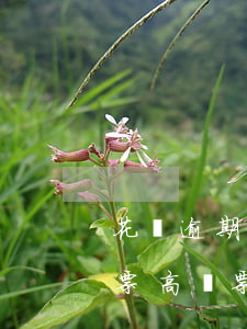 花唄逾期影響買車票嗎(花唄逾期會影響買車票,高鐵票之類的嗎)