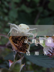 花唄逾期影響辦簽證嗎(花唄逾期是否影響辦信用卡)