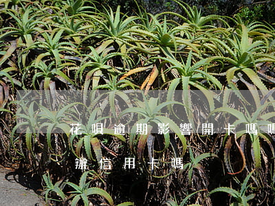 花唄逾期影響開卡嗎嗎-花唄逾期影響銀行辦信用卡嗎