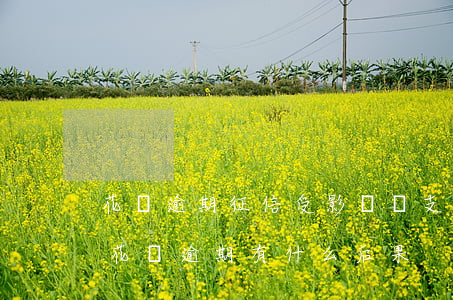 花唄逾期征信受影響嗎(支付寶逾期上征信嗎?花唄逾期有什么后果)
