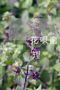 花唄逾期征信怎么處理(花唄逾期征信怎么處理)