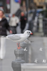 花唄逾期征信有影響嗎(花唄逾期上征信嗎?花唄逾期有什么后果 新聞)