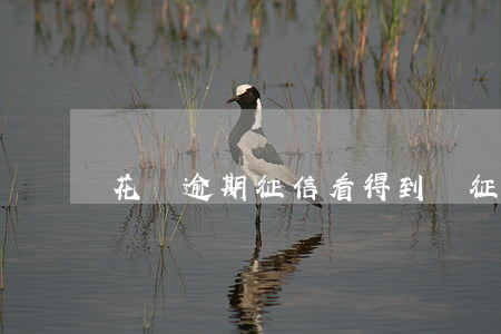 花唄逾期征信看得到嗎(征信報告能查到花唄嗎)