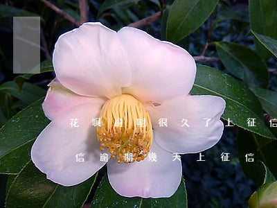 花唄逾期很久了上征信嗎(花唄逾期多久上征信?逾期幾天上征信)