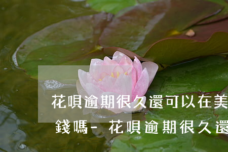 花唄逾期很久還可以在美團(tuán)借錢嗎-花唄逾期很久還可以在美團(tuán)借錢嗎安全嗎
