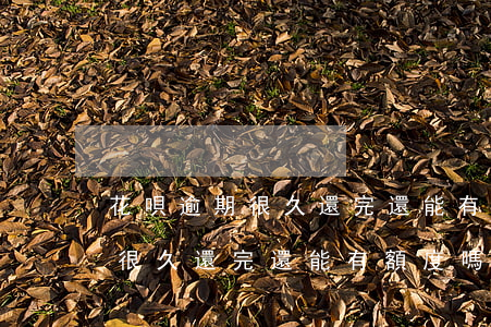 花唄逾期很久還完還能有額度嗎-花唄逾期很久還完還能有額度嗎怎么辦