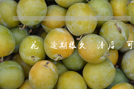 花唄逾期很久還清后還可以用嗎-
