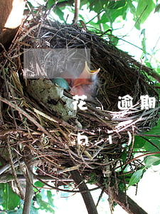 花唄逾期很長有啥影響(支付寶花唄長時(shí)間逾期有什么影響)