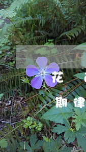 花唄逾期律師函什么時候起訴律師-花唄逾期律師函什么時候起訴律師有效