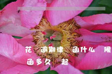 花唄逾期律師函什么時候起訴(花唄收到律師函多久會起訴)