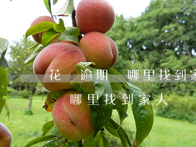 花唄逾期從哪里找到家人電話的-花唄逾期從哪里找到家人電話的記錄