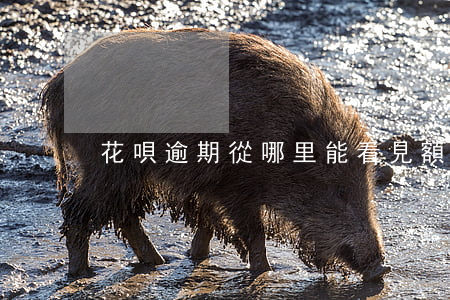花唄逾期從哪里能看見額度