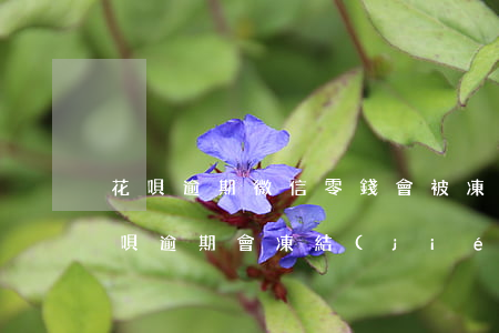 花唄逾期微信零錢會被凍結(jié)嗎 花唄逾期會凍結(jié)微信零錢么