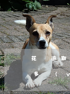花唄逾期微博借款能用嗎(微博借錢逾期到底多嚴(yán)重)