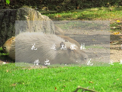 花唄逾期微粒貸還進(jìn)去后還可以借出來嗎-花唄逾期微粒貸還進(jìn)去后還可以借出來嗎安全嗎