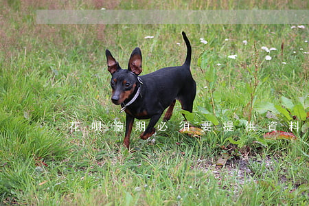 花唄逾期必須要提供資料合適么-