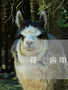 花唄逾期怎么不用還利息(花唄不用還利息嗎)