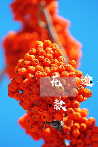 花唄逾期怎么免息還款（花唄逾期怎么免息還款）