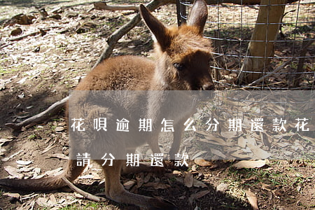 花唄逾期怎么分期還款(花唄到期后還怎樣申請分期還款)