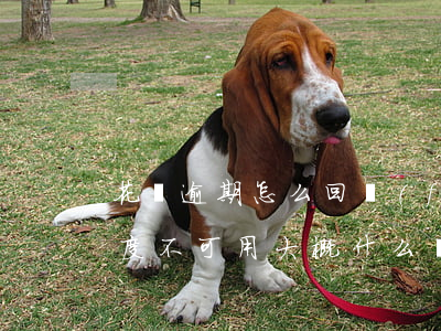 花唄逾期怎么回復(fù)額度(花唄逾期額度不可用,大概什么時(shí)候恢復(fù))