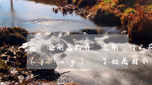 花唄逾期怎么弄沒逾期(為什么花唄逾期已經(jīng)還了,但是用不了花唄)