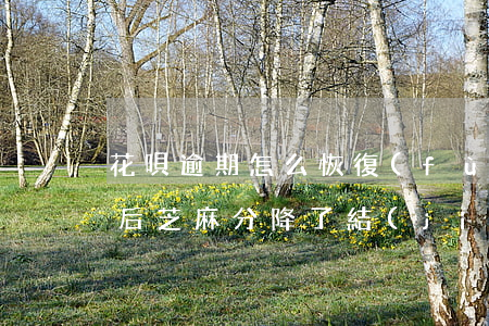 花唄逾期怎么恢復(fù)芝麻分(花唄逾期后芝麻分降了,結(jié)清了又上升了花唄還能用嗎)
