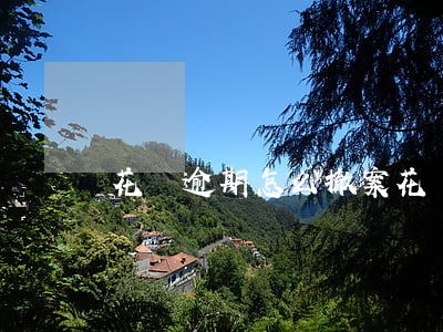 花唄逾期怎么撤案(花唄還款撤回)
