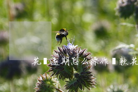 花唄逾期怎么操作還款(花唄超時怎么還款)