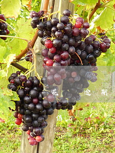 花唄逾期怎么查詢征信 花唄逾期怎么查詢征信