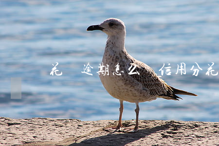 花唄逾期怎么漲信用分(花唄提前還款信用分會漲嗎)