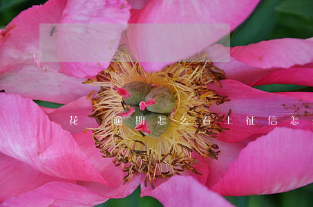 花唄逾期怎么看上征信(怎么查花唄上征信)