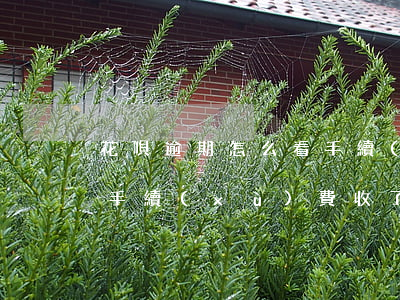 花唄逾期怎么看手續(xù)費(怎么看花唄手續(xù)費收了多少)