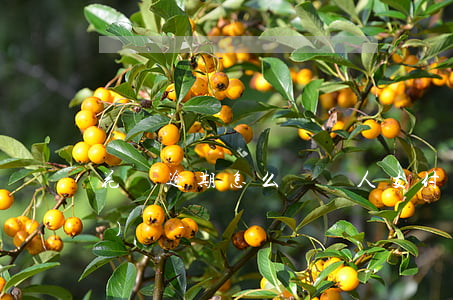 花唄逾期怎么給別人支付寶轉(zhuǎn)賬-