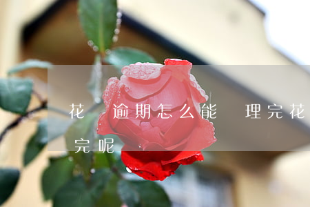 花唄逾期怎么能處理完(花唄逾期怎么能處理完呢)