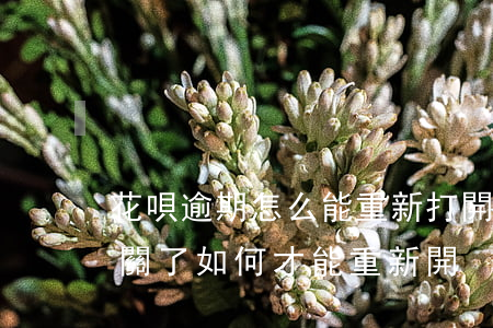 花唄逾期怎么能重新打開-支付寶花唄逾期關了,如何才能重新開