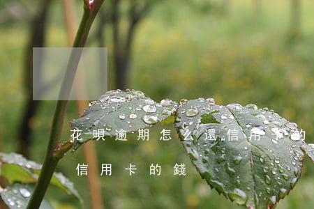 花唄逾期怎么還信用卡的錢(花唄逾期怎么還信用卡的錢)