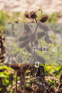花唄逾期怎么還網(wǎng)商貸(花唄和網(wǎng)商貸都逾期了怎么先還網(wǎng)商貸)
