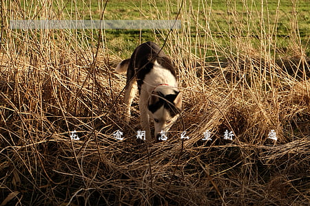 花唄逾期怎么重新開通