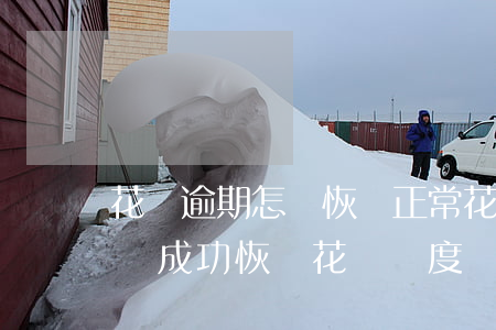 花唄逾期怎樣恢復正常(花唄負面記錄逾期申訴成功恢復花唄額度)