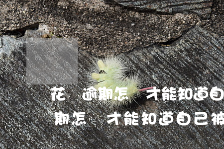 花唄逾期怎樣才能知道自己被起訴-花唄逾期怎樣才能知道自己被起訴了