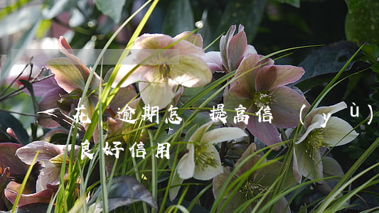 花唄逾期怎樣提高信譽(yù)度(花唄保持良好信用)