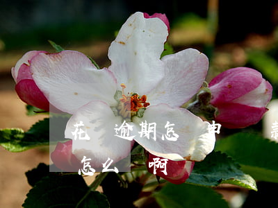 花唄逾期怎樣申請還款(花唄借唄信用卡逾期怎么辦啊)