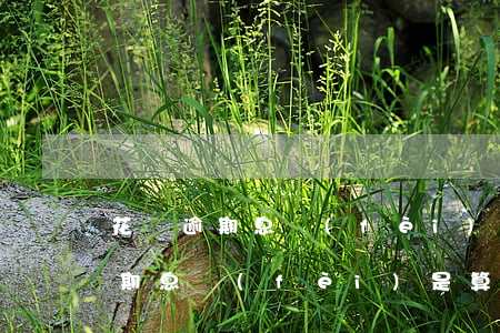 花唄逾期息費(fèi)是算天的嗎(花唄逾期息費(fèi)是算天的嗎)