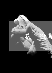 花唄逾期應該去哪還錢