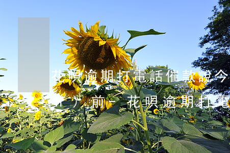 花唄逾期打電話催款說今天十二點(diǎn)前-花唄逾期打電話催款說今天十二點(diǎn)前還款