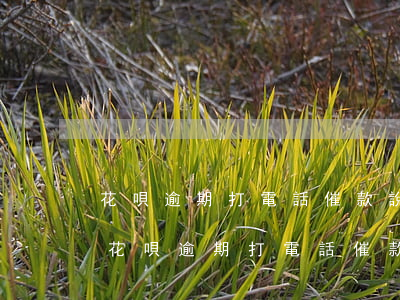 花唄逾期打電話催款說發(fā)律師函-花唄逾期打電話催款說發(fā)律師函是真的嗎