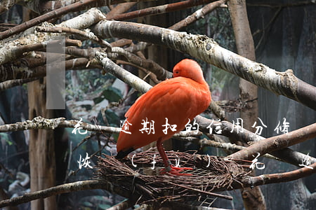 花唄逾期扣的信用分修復(fù)了能不能恢復(fù)-花唄逾期扣的信用分修復(fù)了能不能恢復(fù)征信