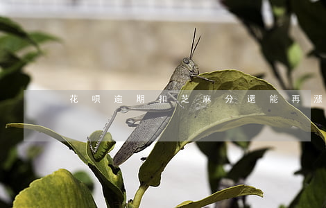 花唄逾期扣芝麻分還能再漲分嗎-